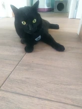 Arnés y correa reflectantes para gato, ropa transpirable a prueba de Escape para mascotas, chaleco ajustable de fácil Control