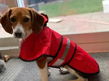 Jumpsuit Hoodies Pet-Coat Rain-Jacket Reflective French-Bulldog-S-2xl Waterproof Medium