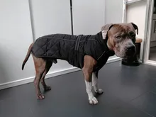 Jackets Dog-Coats Outdoor Winter Pet-Dog Dogs Large Medium for Warm Clothing Kurtka Ubranka