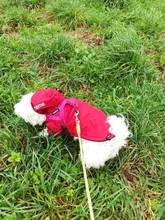 Jacket Clothing Puppy-Coat Dog-Face Dogs Reflective Waterproof Winter Apparel Small Medium