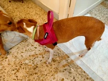 No-¡perro arnés reflectante ajustable de franela acolchada pequeño, mediano y grande arnés tipo chaleco para perro fácil para caminar de formación