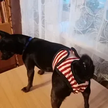 Menstruation Underwear Panties Jumpsuit Diaper Dog-Shorts Pet-Physiological Sanitary