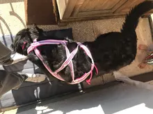 Harness Pet-Agility-Products Pet-Training Reflective Dog-Weight Walking for Padded-Nylon