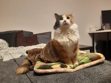 Pet Blanket ,Warm Bed Mat for Dogs and Cats,Soft and Fuzzy Fleece Cover,Washable Fluffy