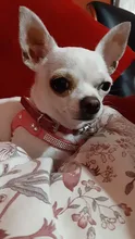 Suave de cuero de gamuza de arnés para perro Cachorro de diamantes de imitación chaleco para gatos mascota Mascotas Cachorro arneses para pequeño mediano perros Chihuahua rosa