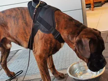 Pet-Collar Dog-Vest Pet-Products Service Working Military K9 Tactical Patrol Handle Small