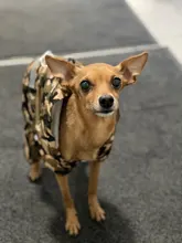 Chubasquero doble para perros, disfraz de perro cachorro, chaqueta impermeable, XS-XXL, gran oferta