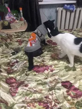 Antumn-ropa de invierno para gatos abrigo de suéter Katten para perros, disfraz de gato para perros pequeños, Chihuahua, Pugs, Bulldog francés