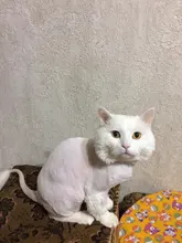 Clippers Pets-Shaver Gromming-Trimmer-Kit Haircut-Machine Dogs Rechargeable Baorun P2