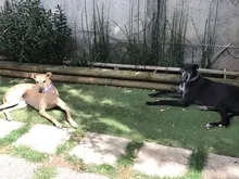 Personalized Fabric Super Strong Durable Martingale Collars for Dogs Heavy Duty Duty