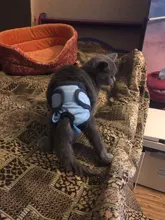 Pet-Physiological-Pants Underwear Diapers Dog Washable Female Short Puppy for Small Doggie