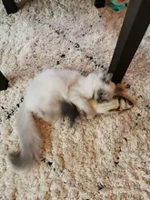 Doll-Pillow Cat-Toy Cat Mint Simulation-Fish Grass-Carp Funny New Pet-Molar