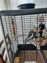 Juguete de masticación para periquitos mordidas de pájaro loro, bola oscilante, Loofah, vid, periquito, juguete para masticar, mordidas de pájaro loro, bola oscilante, Loofah Vine