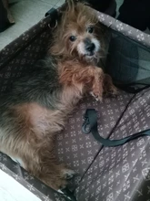 Bolsa de viaje para mascotas, accesorio para el asiento del coche, grosor doble, plegable, de malla, con alfombra impermeable, manta de seguridad, formato de bolsa transportable, para perros