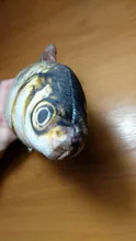 60cm Big Fish Shape Cat Toys for Cats Plush Catnip Mint Stuffed Kedi Kitty Toy Bite Puppy