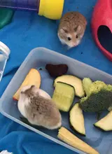 Cage-Game Playground-Fence Hamster Guinea-Pigs Indoor/outdoor Animal Small Portable Open