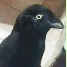 Y***h