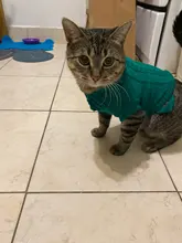 Vest Costume Pets-Sweater Dog-Coat T-Shirt Kitty For Cats Outfit Clothing Pet-Dog Dogs