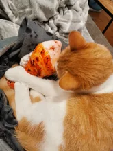 Squeaky Pet Cat Toys for Cats Catnip Plush Cat Toy Plush Kitty Katten speelgoed gatos