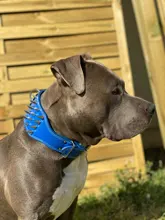 Pet-Dog-Collar Studded Wide-Spikes Doberman Pitbull 3inch for Large Breeds Pitbull/Doberman/M/..