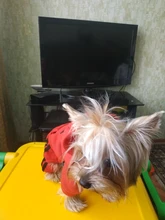 Jumpsuit Clothing Hoodies Jacket Pet-Dog-Coats Small Dogs Sport Apparel Winter Fashion