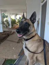 Leash-Set Pet-Collar Free-Engraved-Nameplate Dogs Small Custom Personalized for Medium