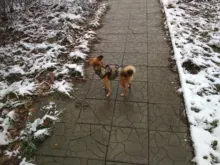 Pet-Clothing Jacket Apparel Costume Coat Puppy Dogs Chihuahua Winter 