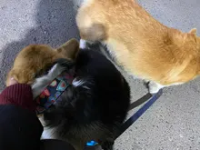 Personalized Fabric Super Strong Durable Martingale Collars for Dogs Heavy Duty Duty