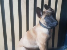 Collar táctico militar ajustable para perro, collares para perro y mascotas, correa de Control, Asa de entrenamiento, Collar de Gato para perros pequeños y grandes