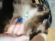 Tag-Pendant-Collar Name-Plate-Accessories Cats Custom Kitten Round Pink Engraved Cat-Id-Tag