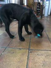 Juguetes de perro ventosa de silicona para perros de compañía Tug interactivo bola juguetes para mascotas masticar morder los dientes cepillo de limpieza de los perros Juguetes
