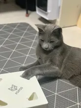 Cat-Toy Cat-Catching-Mouse Magic-Box Crazy-Game Smart-Teasing Interactive Electric MEWOOFUN