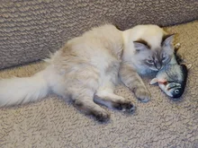 Electronic Cat Toy 3D Fish Electric Simulation Fish Toys for Cats Pet Playing Toy cat