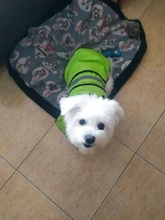 Jumpsuit Hoodies Pet-Coat Rain-Jacket Reflective French-Bulldog-S-2xl Waterproof Medium