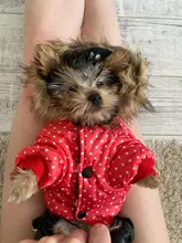 Coat Dogs-Clothing Dot-Pattern Winter Hooded Pet-Dogs New Xl To High-Quality