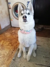 Dog-Collar Id-Plate Engraved Dogs Pitbull Custom Personalized Padded with Tag 2-Layers