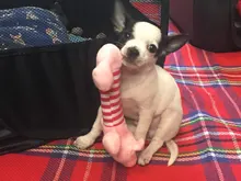 Anti Bite Dog Toys Creative Chicken Drumstick Toy Puppy Pet Play Chew Toy Squeaky Dog