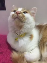 Collar de gato con campana de algodón cómodo huevo aguacate varita mágica ajustable Collar campana perro gato Collar