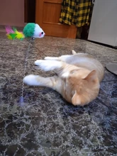 Juguete artificial de plástico para gatos y mascotas, palo con pluma de colores, varita con campana, jaula de ratón, señuelo, color al azar, 1 ud.