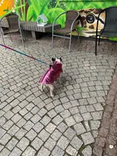 Coat Jacket Vest Bulldog-Clothing Puppy Dogs-Chihuahua French Waterproof Large Winter