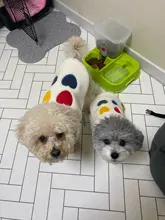 Costume Puppy-Clothes Love-Rainbow-Vest PETCIRCLE Pet-Cat Dog Winter New Fit And Four-Color