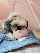 Cute Rabbit Design Dog Hoodie Winter Pet Dog Clothes For Dogs Coat Jacket Cotton Ropa