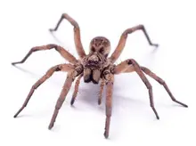 Cubiertas desechables de plástico para zapatos, cubiertas de plástico para limpieza de calzado, impermeable, para exteriores y días lluviosos, 100 Uds.