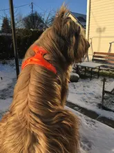 Truelove Pet Dog Harness Large Small For Pitbull Reflective Safety Harness For Dogs