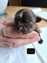 Lindo latido del corazón cachorro de conductividad juguete de entrenamiento mascota de peluche cómodo acurrucarse dormir
