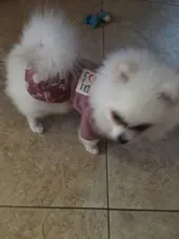 Dog-Dress Dogs-Skirt Yorkshires Chihuahau Winter Dot for Autumn