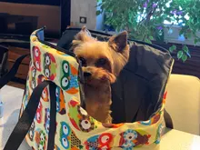 Clásico de transporte de mascotas para perros pequeños acogedor cachorro suave perro gato bolsas mochila al aire libre de viaje para mascotas bolso Pug Chihuahua, suministros para mascotas