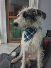 Dog Bandanas Large Pet Scarf Pet Bandana For Dog Cotton Plaid WashableBow ties Collar