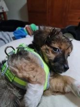 Vest Harness Leash-Set Dogs No-Pulling Padded-Reflective Pet-Dog Nylon Adjustable And