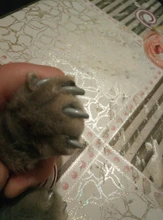 20 unids/lote tapones para uñas de gato, garra suave de gato, XS,S ,M,L con pegamento gratis